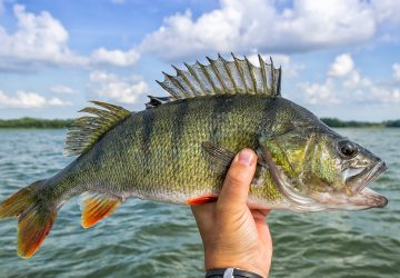 Big Perch Fish