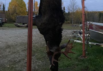 Hunted Moose Hung In Camp