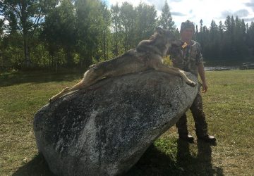 Hunter Holding Hunted Timber Wolf