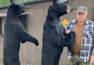 Man With Two Black Bears