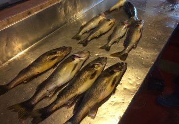 Walleye In Fish Hut